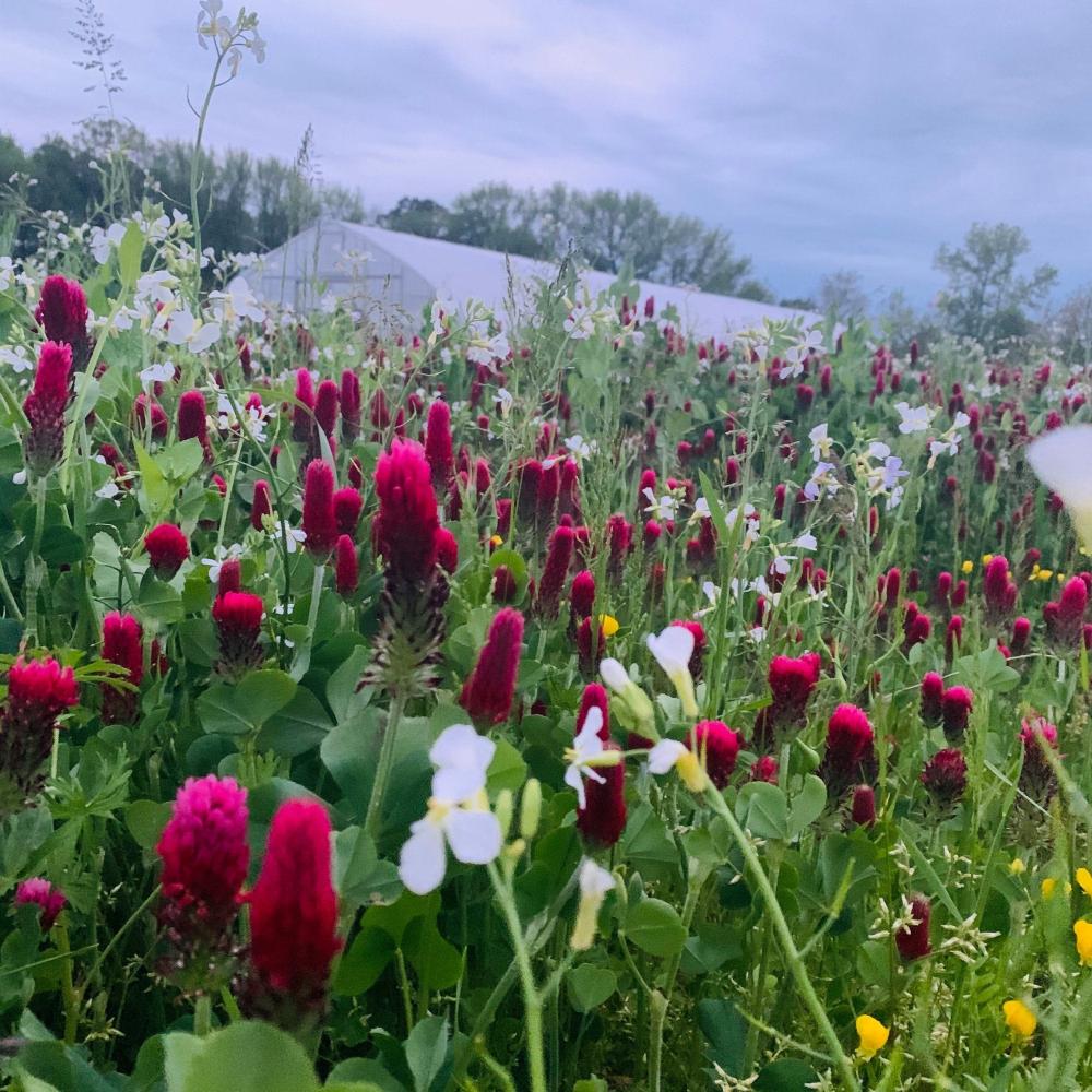 Wildflowers in bloom at Rusted Acre Farm. POV showing green stems and red, white, and yellow blooms.