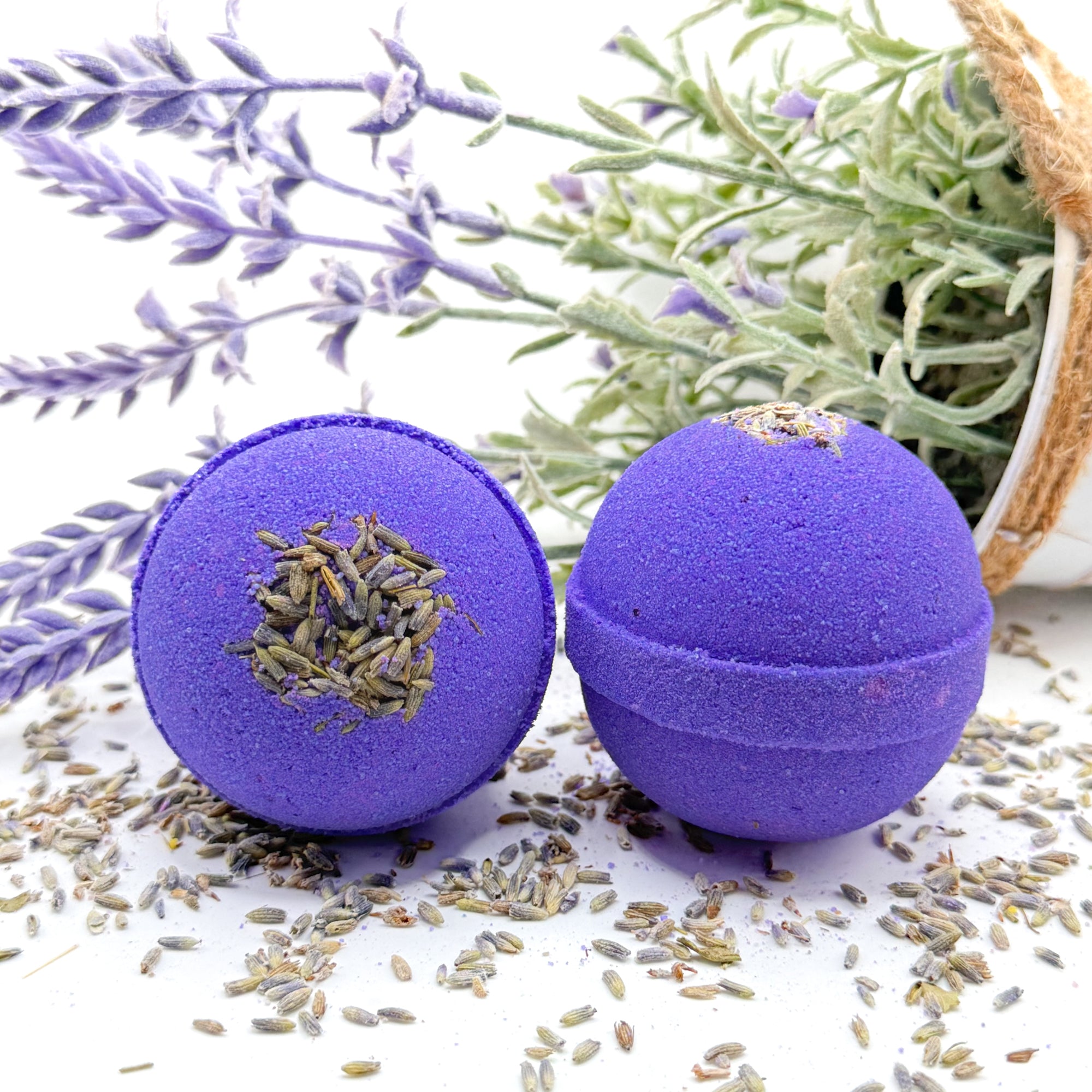 Two purple lavender bath bombs with lavender flowers and buds on a white background with a lavender plant in a lot.