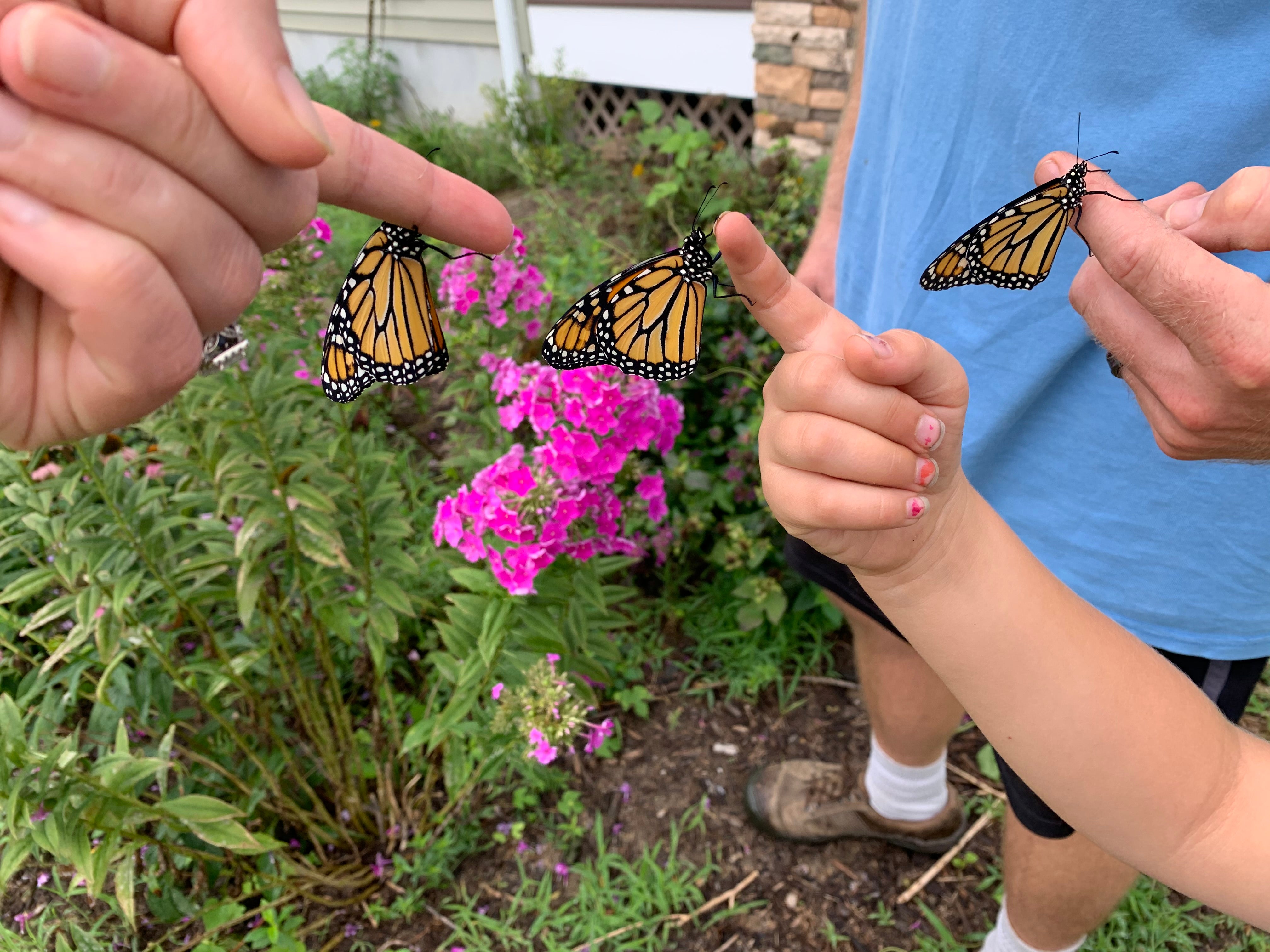 Three Monarch butterflies being released after being raised on Rusted Acre Farm.